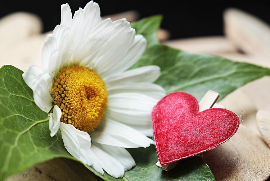 White Daisy and Red Felt Heart on Green Leaves