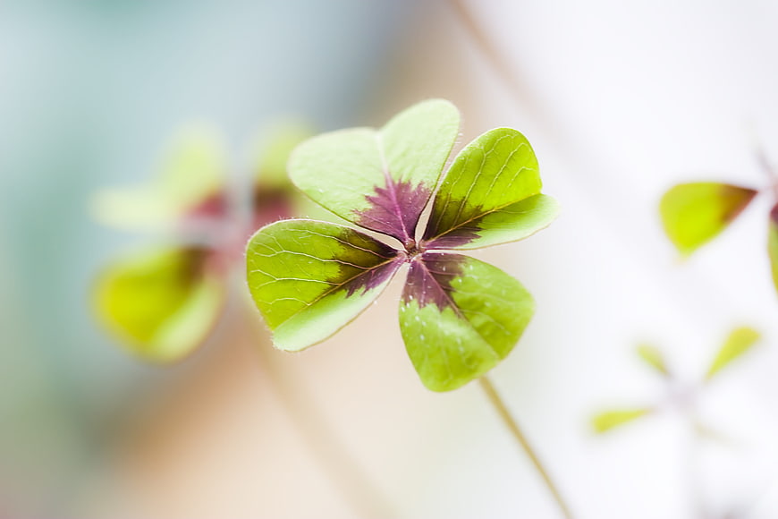 Close-up of a four-leaf clover with purple markings