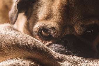 Close-up of a sleeping pug dog with warm sunlight
