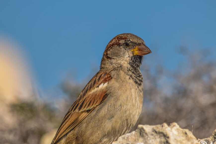 Close-up of a House Sparrow Perched on a Rock