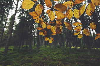 Yellow autumn leaves hanging in a blurred forest background
