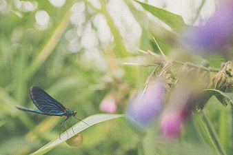 Blue Demoiselle Dragonfly on Green Leaf with Bokeh