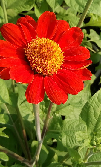 Vibrant Red Zinnia Flower Close-Up in Garden