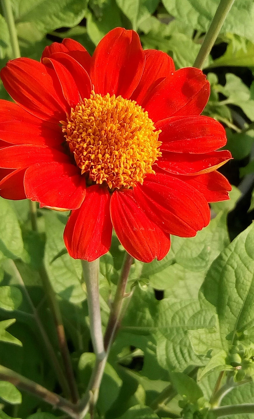 Vibrant Red Zinnia Flower Close-Up in Garden