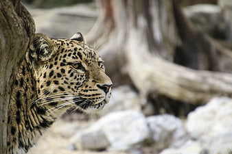 Close-up profile of a leopard resting behind a tree