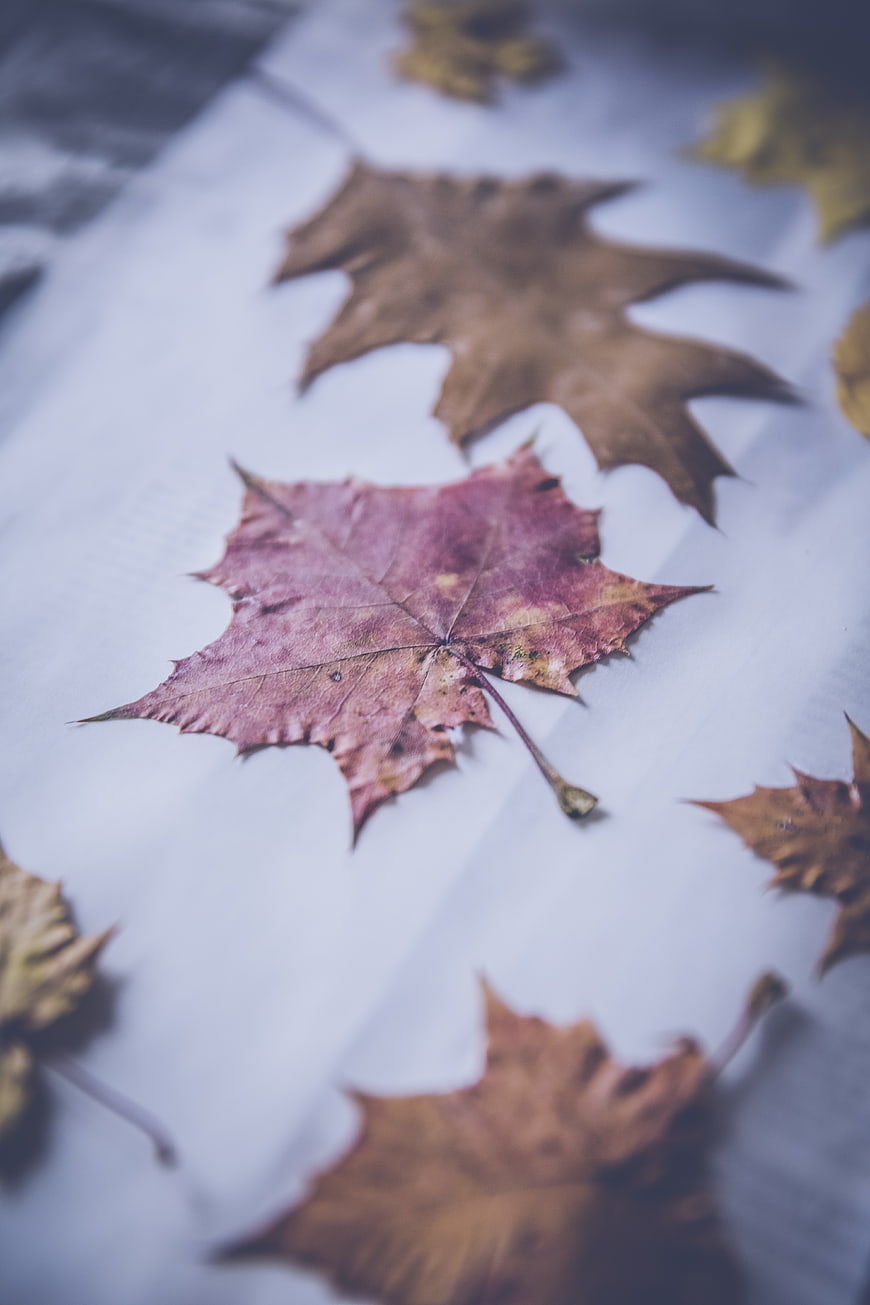 Dried Autumn Maple Leaves on White Paper Background