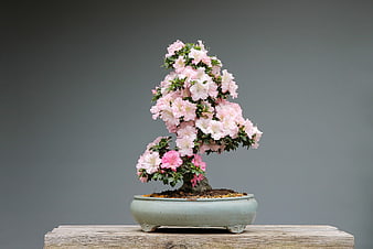 Flowering Azalea Bonsai Tree in Ceramic Pot on Wooden Surface