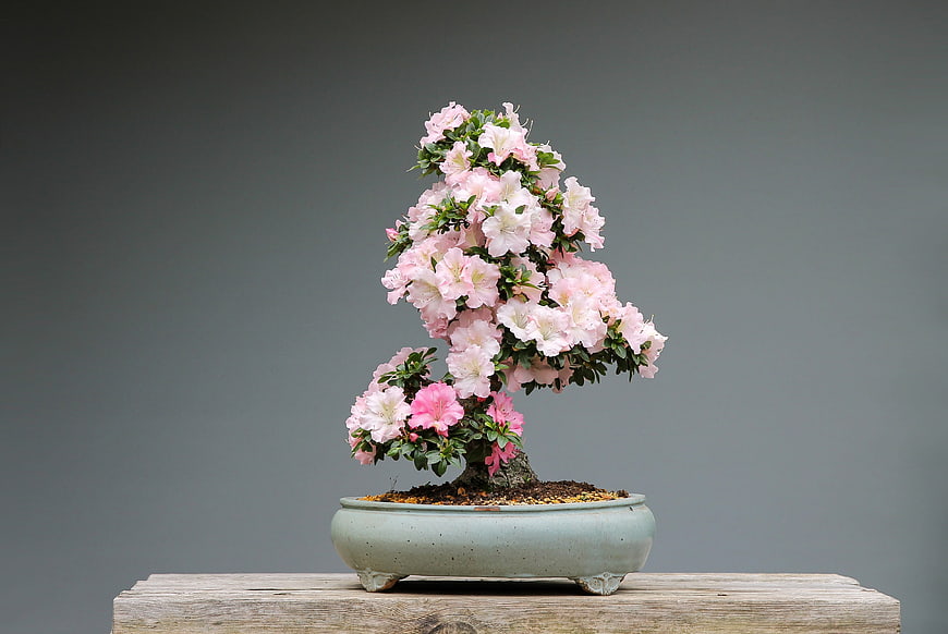 Flowering Azalea Bonsai Tree in Ceramic Pot on Wooden Surface