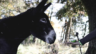 Black donkey eating green apple from hand through fence
