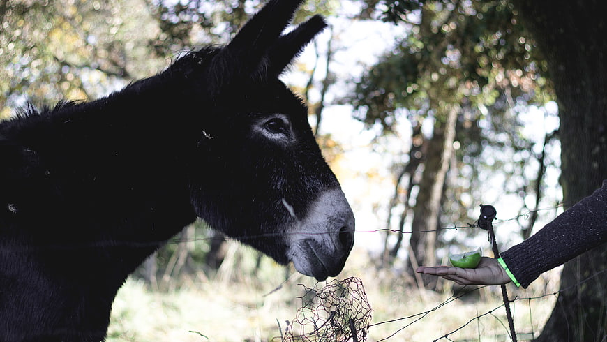 Black donkey eating green apple from hand through fence