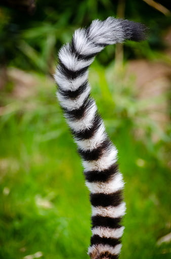 Close-up of Ring-tailed Lemur Tail with Stripes