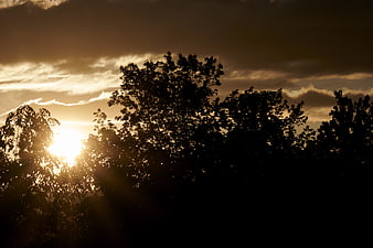 Dramatic Sunset Silhouette of Trees with Golden Sunlight