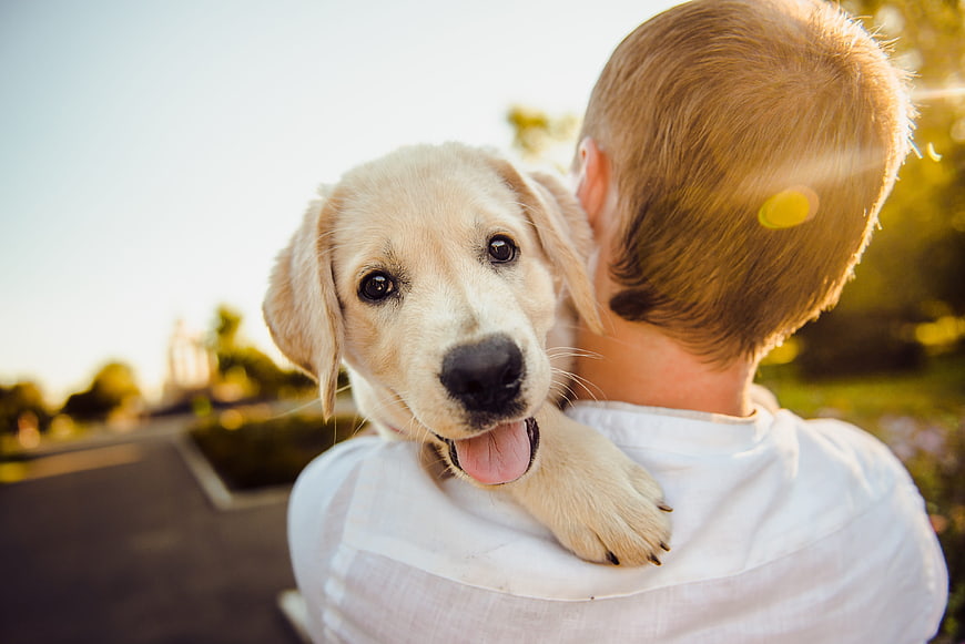 Golden Retriever Puppy Carried by Man in Park