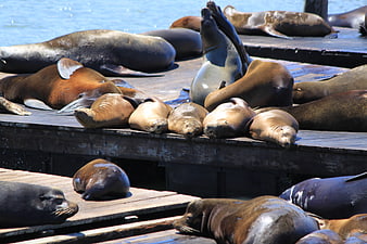 Sea lions resting on wooden pier in San Francisco