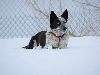 Blue Heeler Dog Lying in Snow with Fence Background
