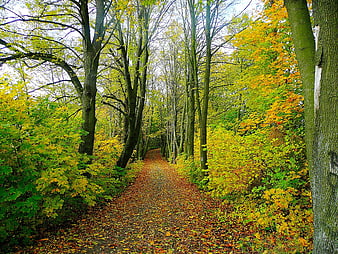 Autumn Forest Path with Yellow Leaves and Tall Trees