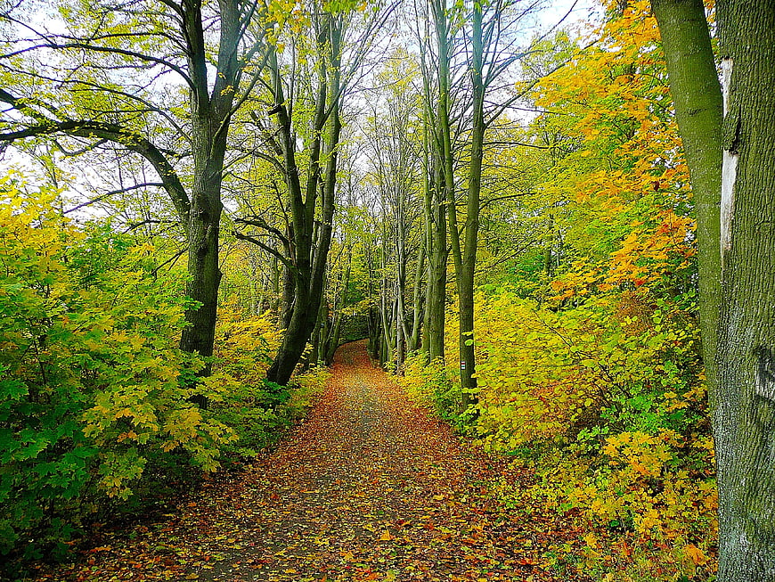 Autumn Forest Path with Yellow Leaves and Tall Trees