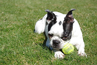 Boston Terrier Puppy with Tennis Ball on Green Grass