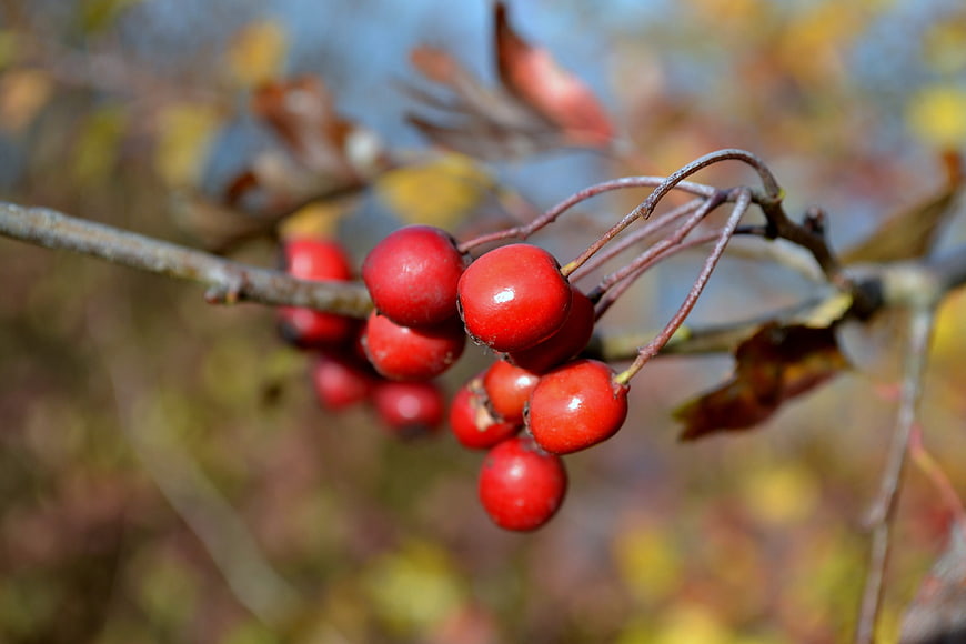 Close-up of bright red autumn berries on a branch