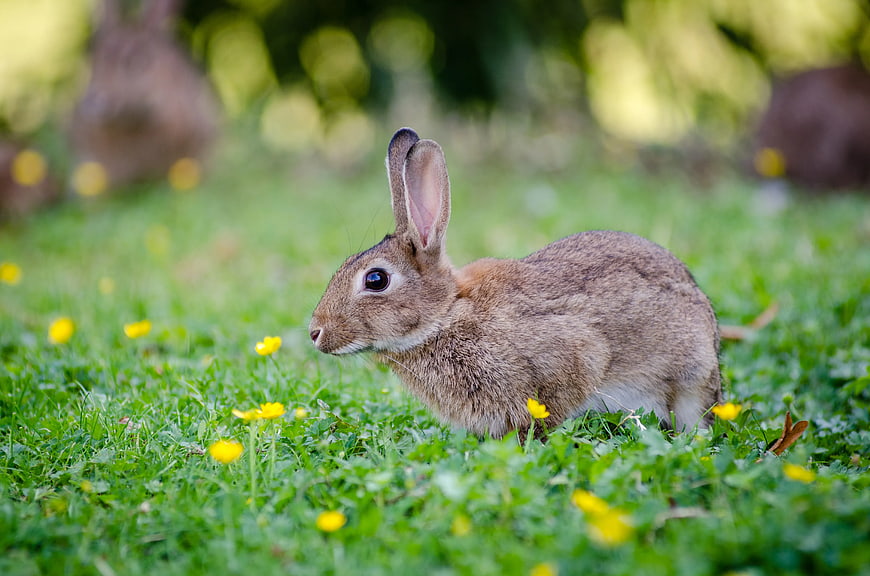 Brown Rabbit Sitting in Green Grass with Yellow Flowers