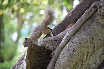 Gray Squirrel Climbing Large Tree Trunk in Forest