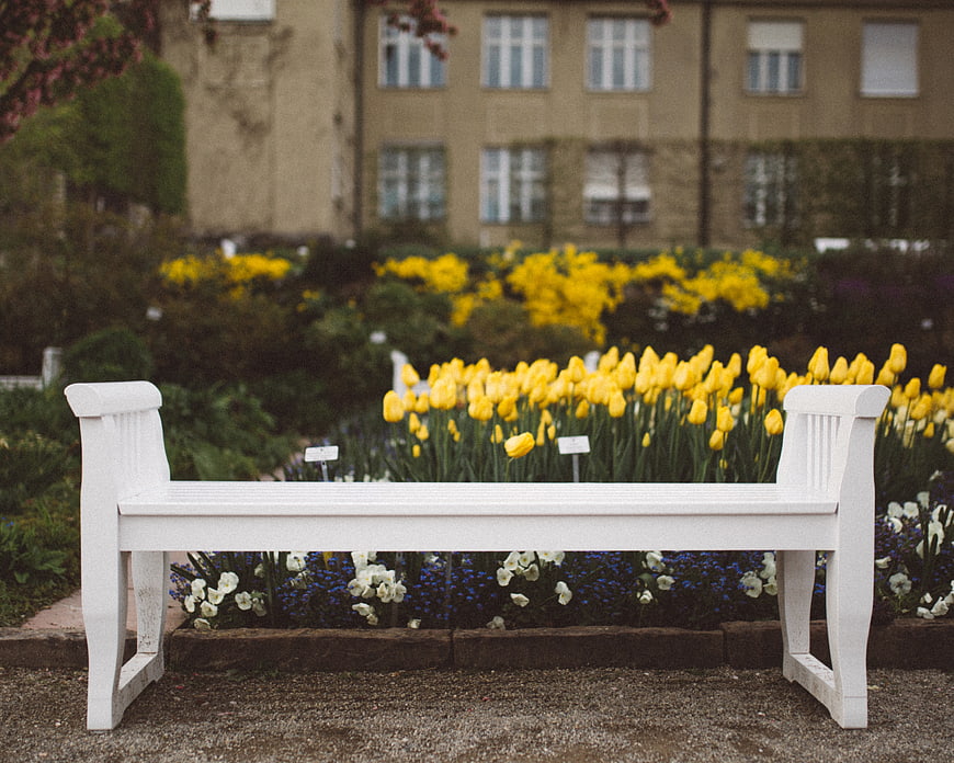 White garden bench with yellow tulips and spring flowers