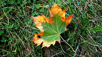 Two-tone maple leaf on green grass