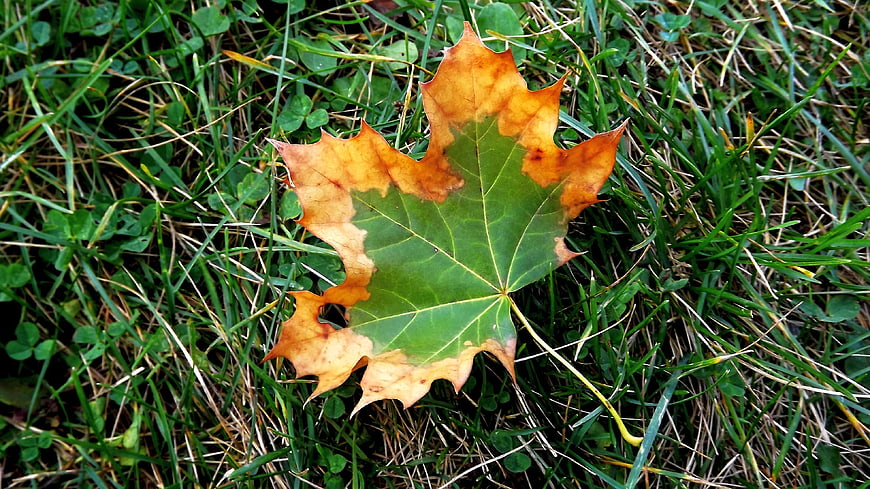 Two-tone maple leaf on green grass
