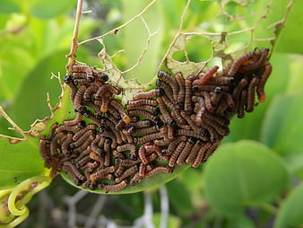 Close-up of brown caterpillars eating a green leaf