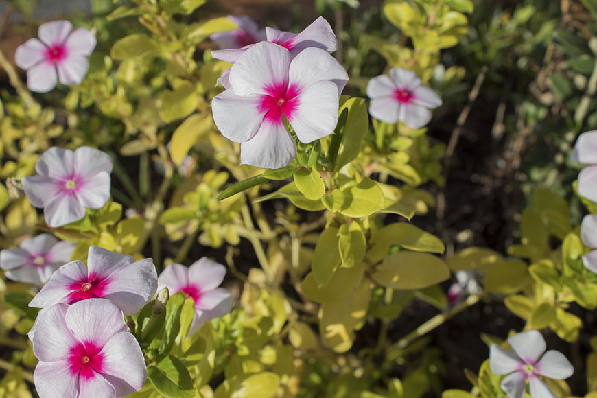 Close-up of white and pink periwinkle flowers in sunlight