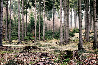 Tall Pine Trees in a Forest with Tree Stumps
