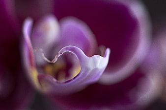 Abstract Macro Close-Up of Purple Orchid Petals