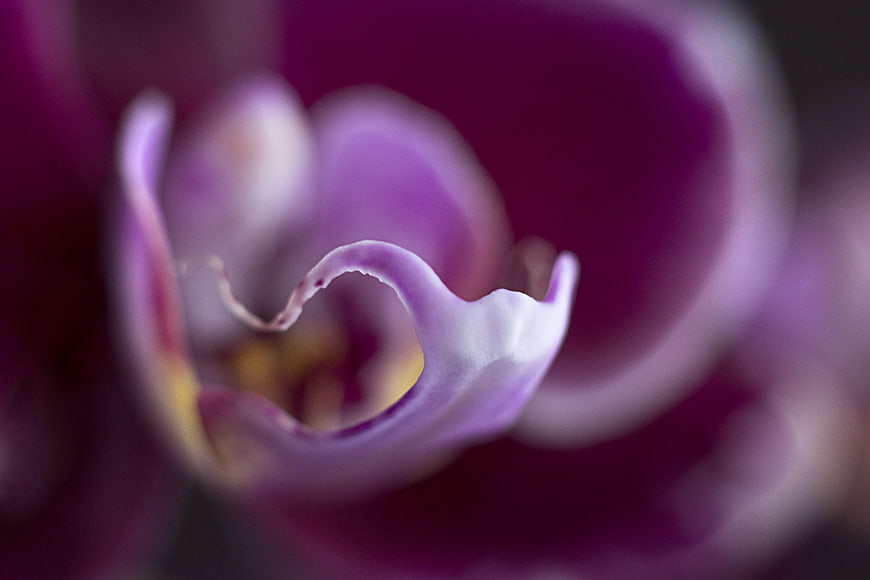 Abstract Macro Close-Up of Purple Orchid Petals