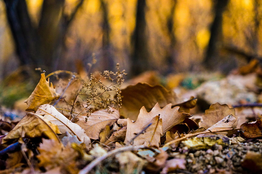 Close-up of dry oak leaves on forest floor in autumn