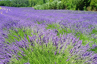 Vibrant purple lavender field with green trees in background
