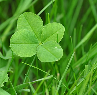 Close-up of a vibrant four-leaf clover in green grass