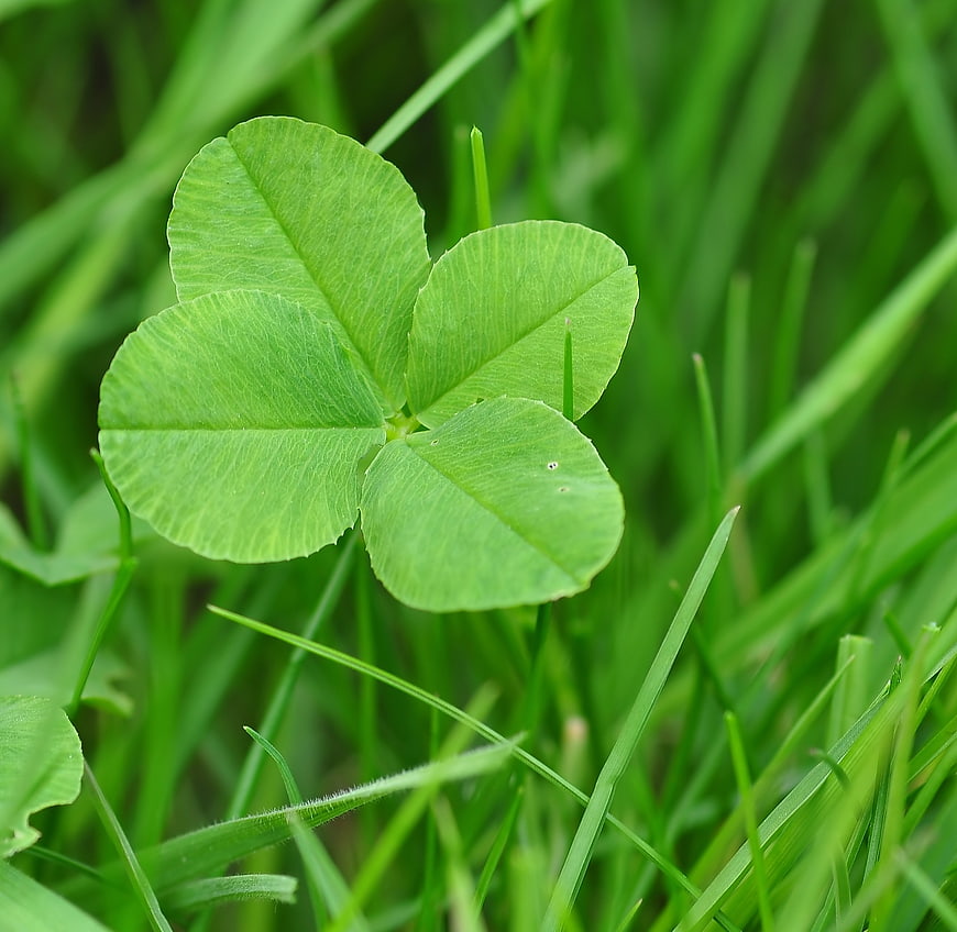 Close-up of a vibrant four-leaf clover in green grass