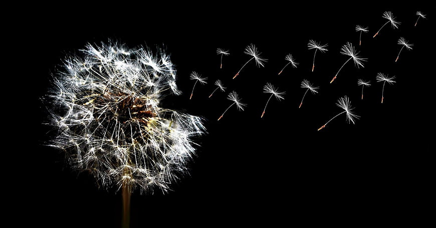 Dandelion seeds blowing in wind on black background
