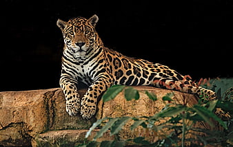 Majestic Jaguar Resting on Rock with Dark Background