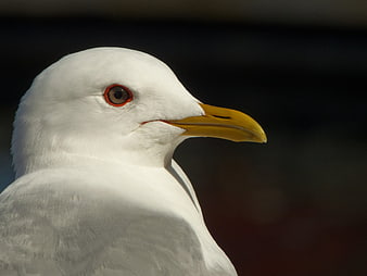 Close-up portrait of a white seagull with yellow beak