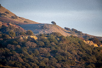 Golden Hour Sunlight on Rolling Hills with Oak Trees