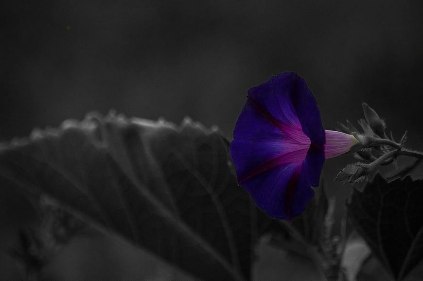 Vibrant purple morning glory flower against black and white background