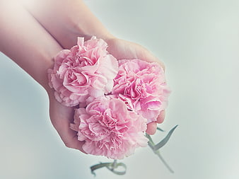Hands holding pink carnations on white background