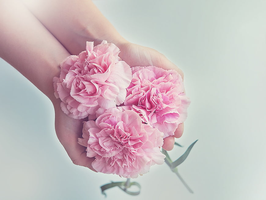 Hands holding pink carnations on white background