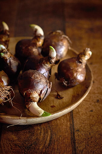Sprouting flower bulbs on a rustic wooden plate