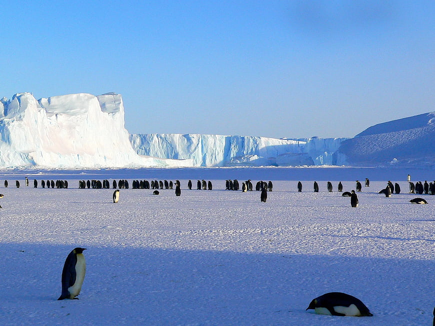 Emperor Penguins Colony on Antarctic Ice Shelf