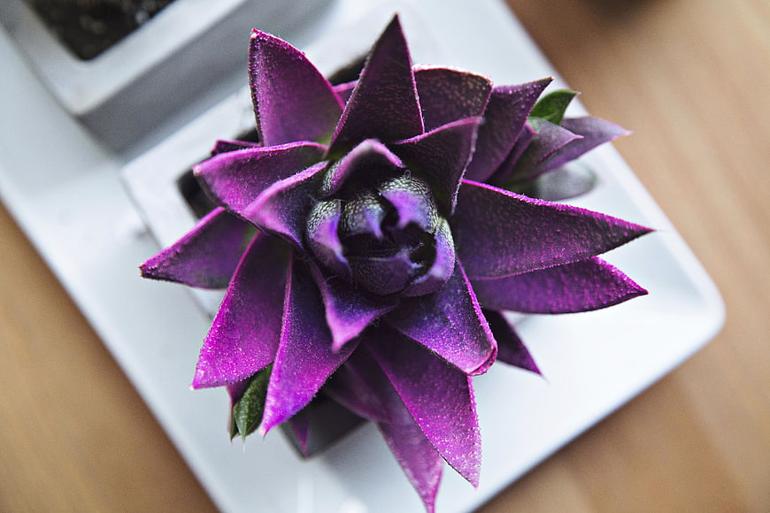 Close-up of vibrant purple succulent in white planter