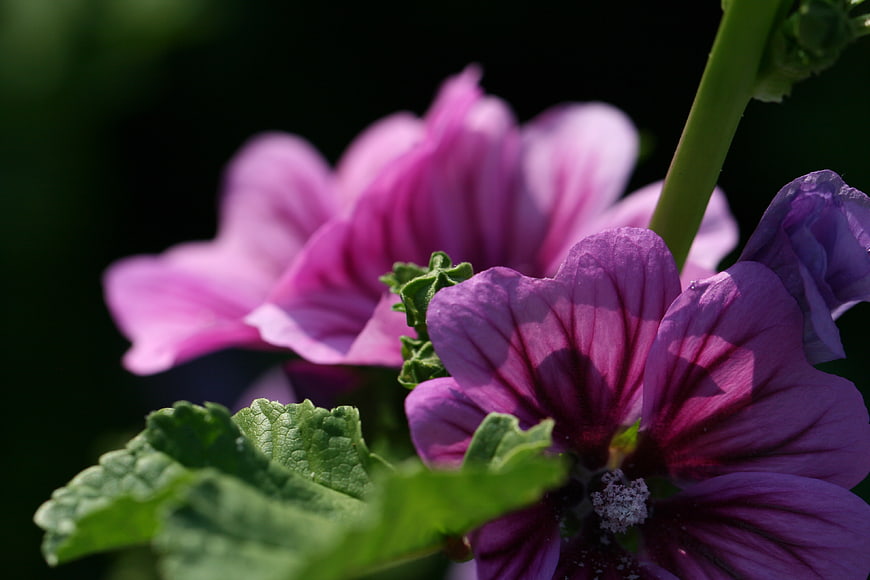 Close-up of vibrant purple hollyhock flowers in sunlight