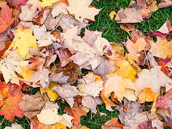 Colorful Autumn Maple Leaves Scattered on Green Grass