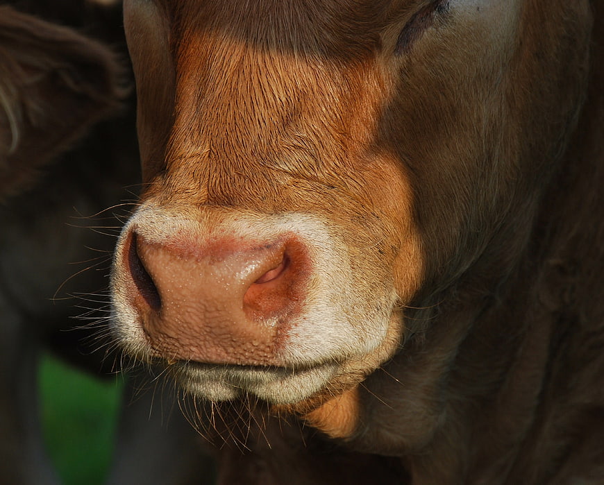 Close-up of a brown cow's nose and muzzle